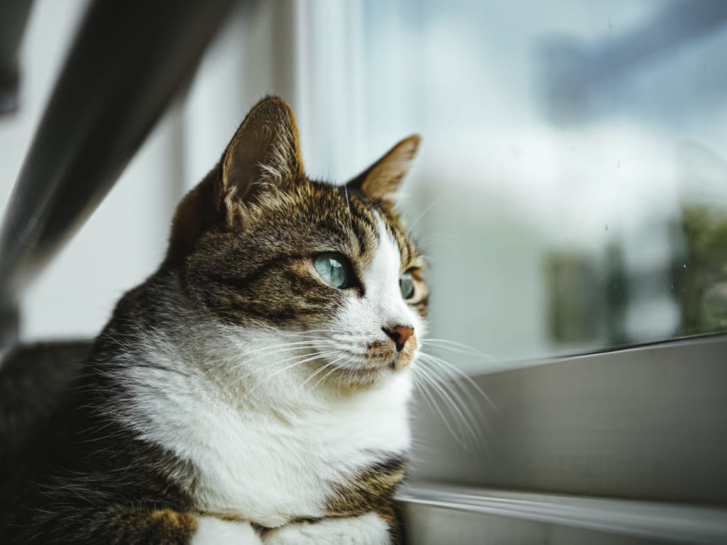 猫のイメージ写真