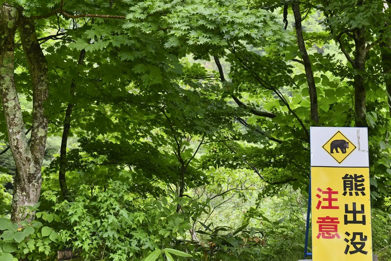 熊注意