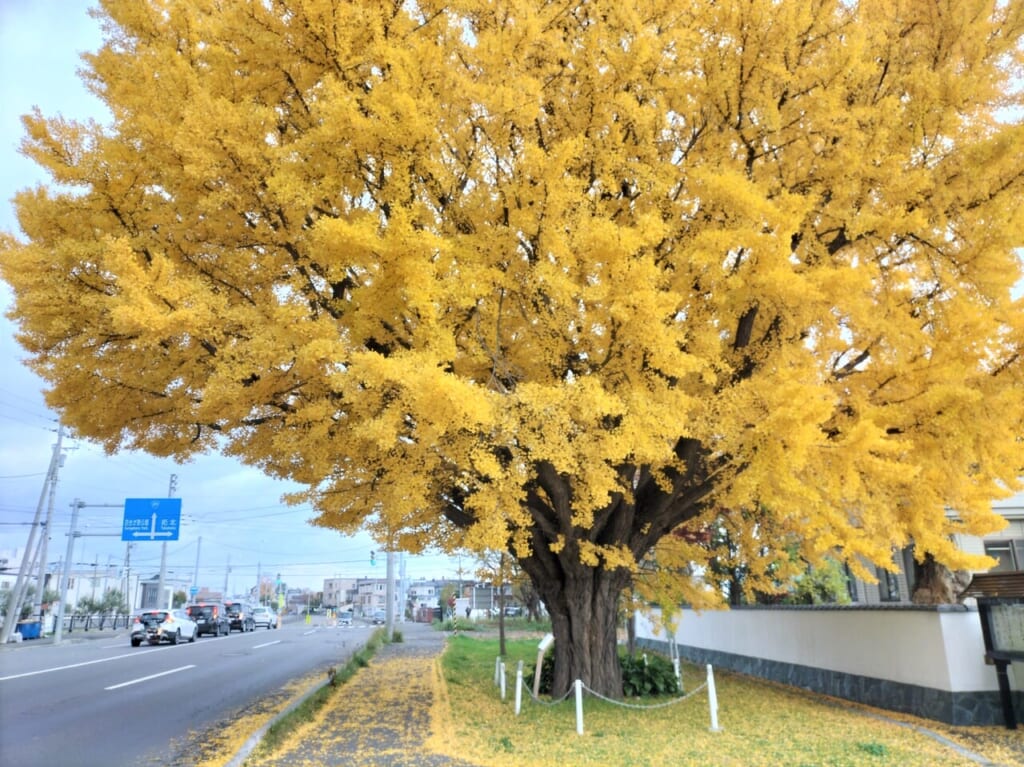 竜安寺