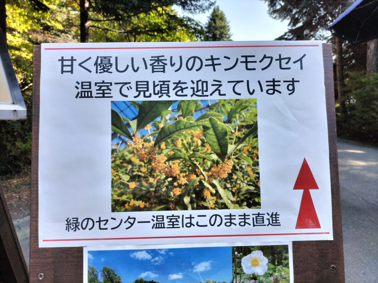 キンモクセイ
