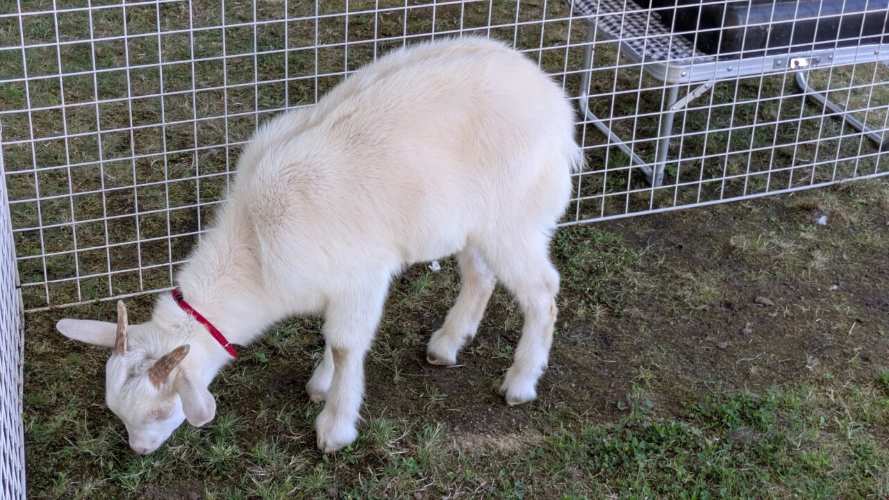 ふれあいランド